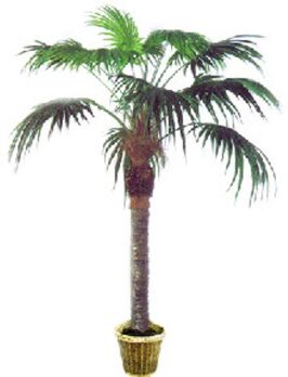 8083 jumbo palm x16 1 83m