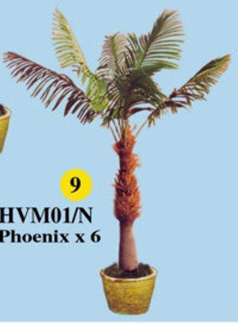 8085 phoenix palm x6 1 8m