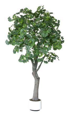 8727 ginkeg tree o trunk 2 1m