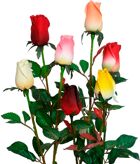 8755 rose bud r044 65cm