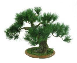 9066 greeting pine 44cm