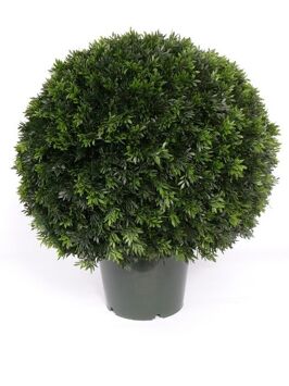981760 podocarpus ball top. 61cm