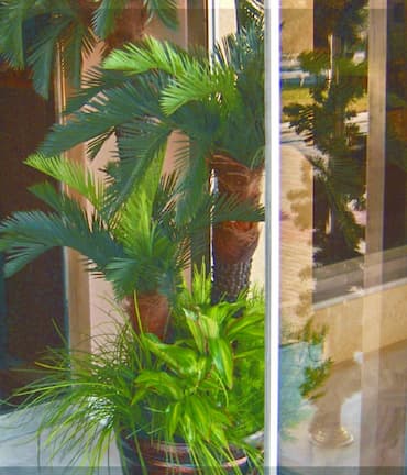 plant hotel entrance